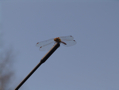 DSC00438