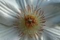 sea anemone