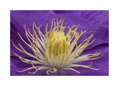 Purple_Flower