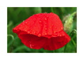 Red_Poppy