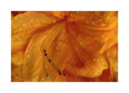 Yellow_Flower